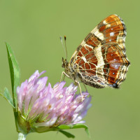 La nature accessible et papillonnante à Baulme-la-Roche