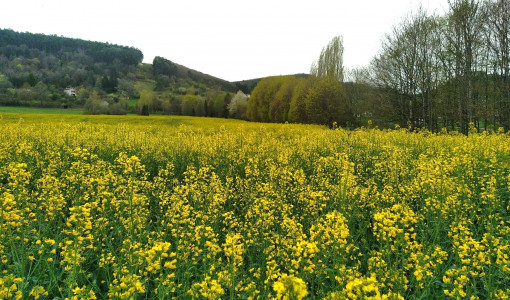 Crédits photo : Ferme des Olé-ânes